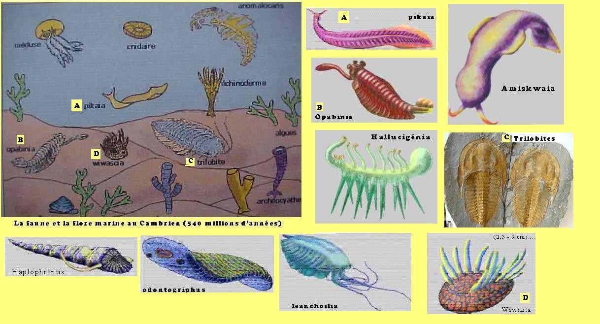 biologie marine