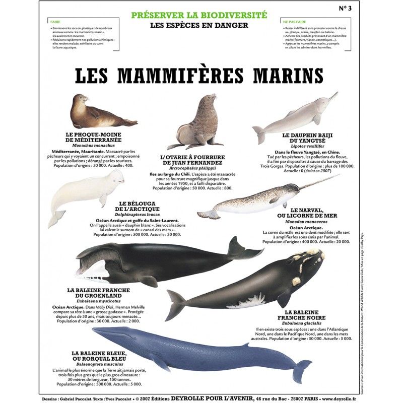 mammifères marins