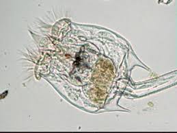 microplancton