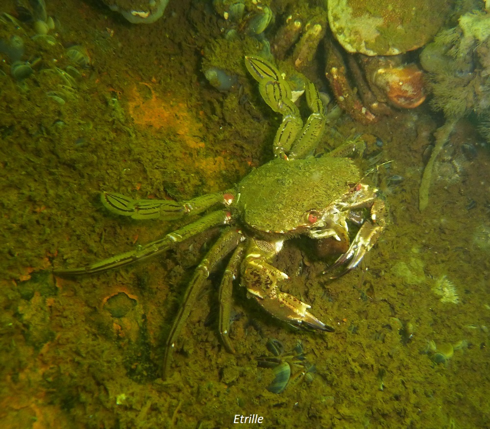 crabe vert